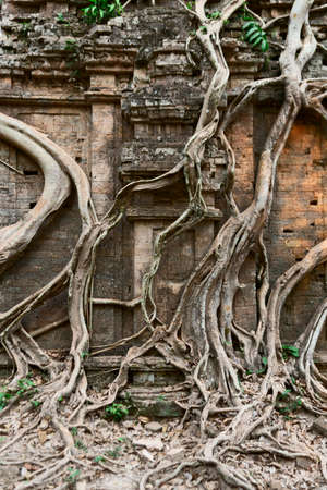 Ruins of goal kampong tom Wat Temple with root of trees in forest Cambodia.の写真素材