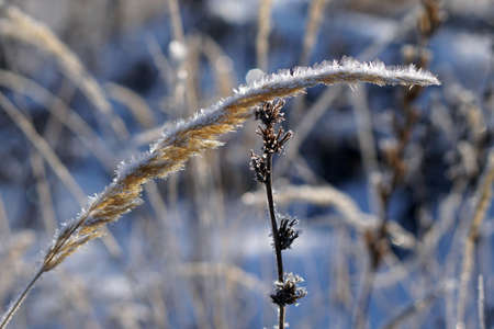 Close up of frozen pampas grass with snow and ice in winter dayの写真素材