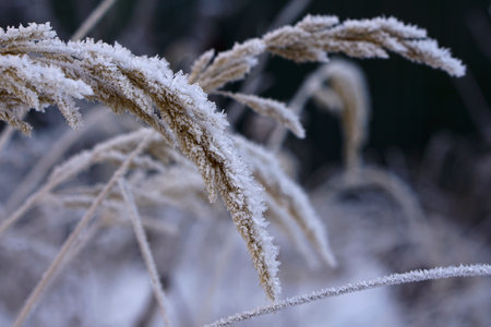 Close up of frozen pampas grass with snow and ice in winter dayの写真素材