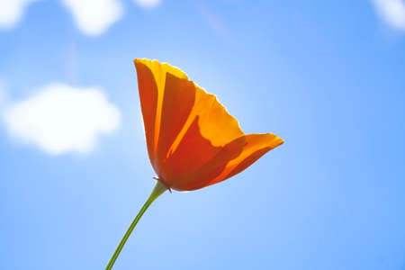 orange California poppy (Eschscholzia californica) with blue sky backgroundの写真素材