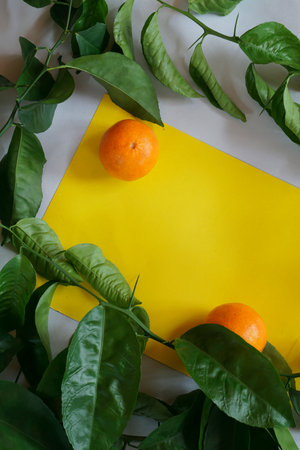 Clementines tangerines, twig with green leaves as spring decor on yellow and gray paper background.の写真素材