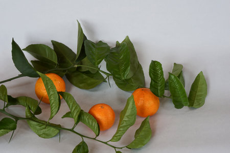 Clementines tangerines and twig with green leaves as spring decor on gray paper background.の写真素材