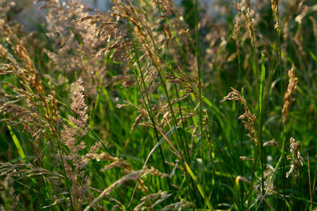 Close up of green pampas grass at summer day in gardenの写真素材