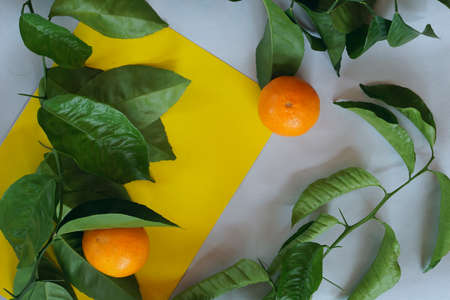 Clementines tangerines, twig with green leaves as spring decor on yellow and gray paper backgroundの写真素材
