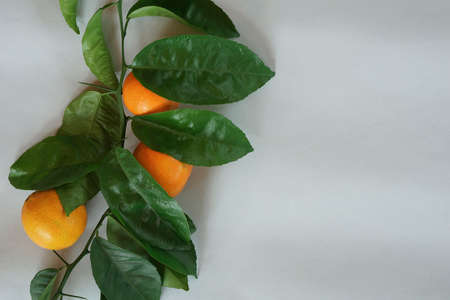 Clementines tangerines and twig with green leaves as spring decor on gray paper background.の写真素材