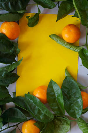 Clementines tangerines, twig with green leaves as spring decor on yellow and gray paper background.の写真素材