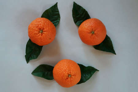 Clementines tangerines, green leaves as spring decor on gray paper background.の写真素材