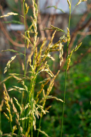 Close up of green pampas grass at summer day in gardenの写真素材
