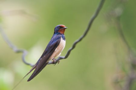 swallow on a wire with blured backgroundの写真素材
