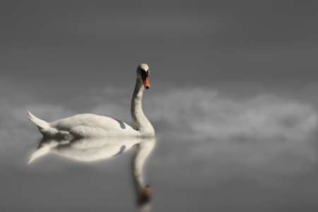 swanの写真素材