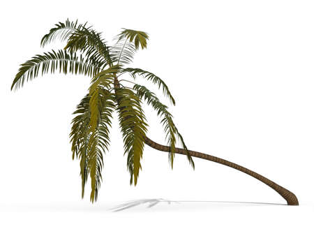 palm tree isolated on whiteの写真素材