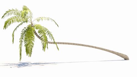 coconut palm treeの写真素材