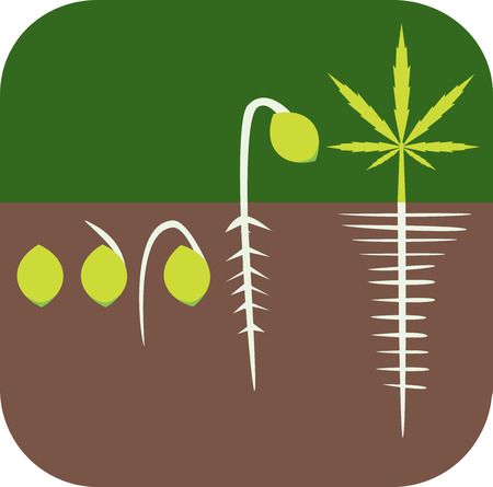 Marijuana growing concept. Germination icon. のイラスト素材