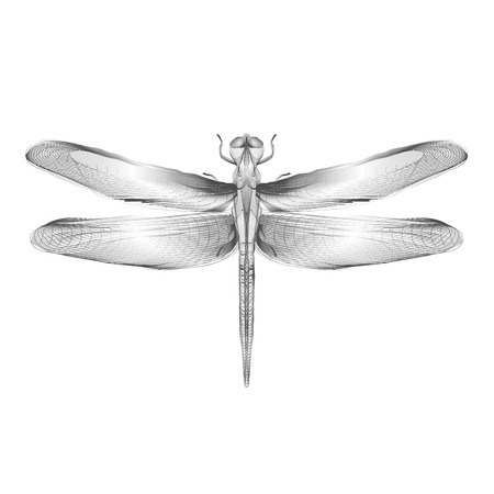 Dragonfly. 3d hologram x-ray style vector illustration for prints, bag, tatto or t-shirt. White background. のイラスト素材