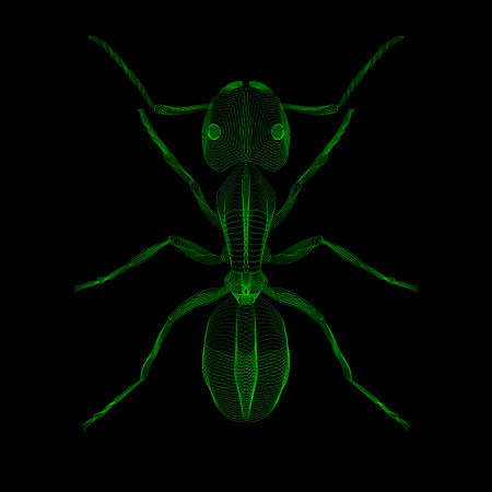 Green ant. 3d hologram x-ray style vector illustration for prints, bag, tatto or t-shirt. Black background. Eps 10.のイラスト素材