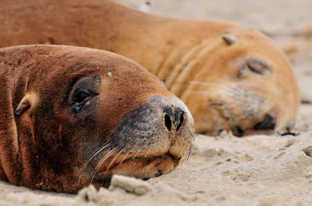 Sea Lions New Zealandの写真素材
