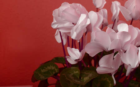 Flowersの写真素材