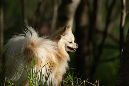 Pomeranian Enjoying Late Afternoon Sunの写真素材