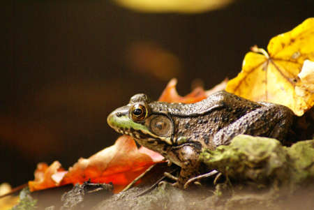 Frog ready to Jumpの写真素材