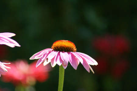 Pink Daisyの写真素材