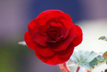 Last of the season's Perfect Red Begoniaの写真素材