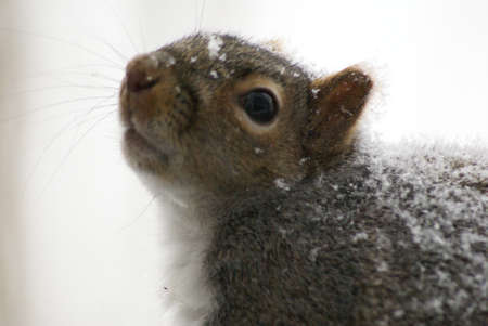 Grey Squirrel with snowの写真素材