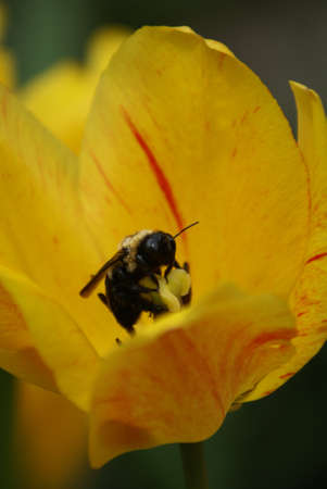 Flower Feederの写真素材