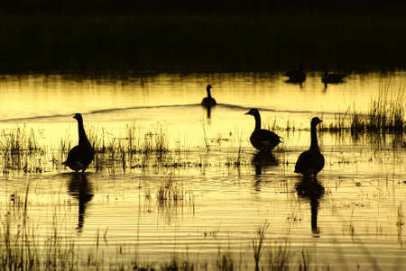 Sunset Swimの写真素材