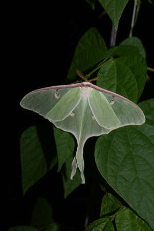 Luna Mothの写真素材