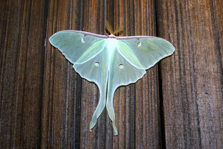 Luna Mothの写真素材