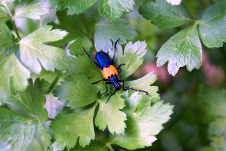 Blue n Goldの写真素材