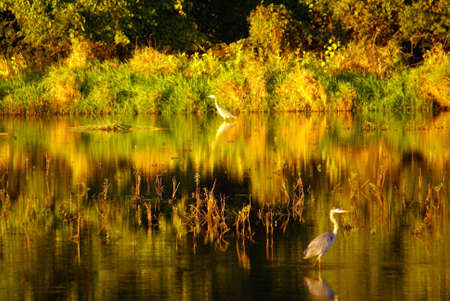 Fishing at Sunsetの写真素材