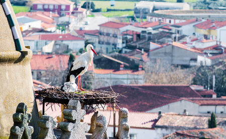 White stork on her nest, Trujillo, Caceres, Extremadura, Spainの写真素材