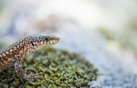 Head of iberican lizard close up