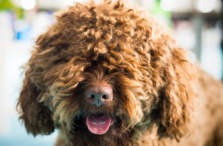 Barbet dog looking at camera. Brown French Water Dog.の写真素材