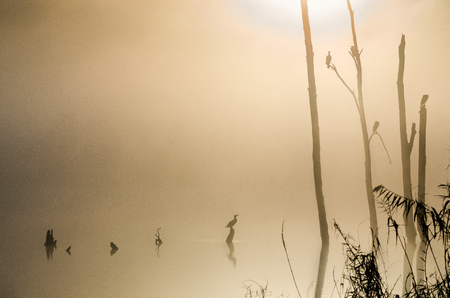 sunrise over the picturesque lake with trees in the mist and ducksの写真素材
