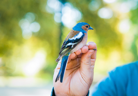 Man showing male Common chaffinchの写真素材