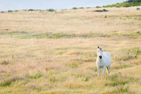 White horse in a beautiful landscape with copy spaceの写真素材