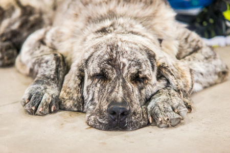 Spanish mastiff dog resting on the floor. Dog sleeping