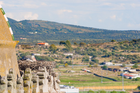 White stork on her nest, Trujillo, Caceres, Extremadura, Spainの写真素材