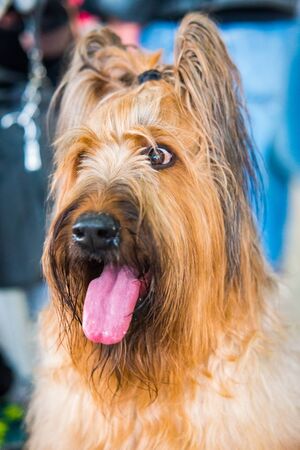 Close up Portrait of beautiful Briard.の写真素材