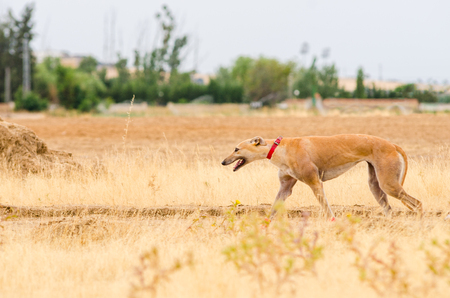 English  greyhound dog on a walk in the fieldの写真素材