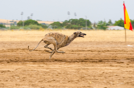 Spanish greyhound running fast during a raceの写真素材