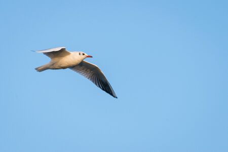White sea gull flying in the blue sky with copy space for textの写真素材