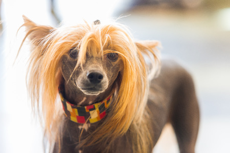 Portrait of Chinese Crested hairless Dog with copy space for textの写真素材