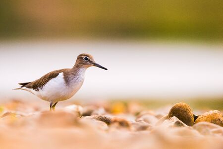 Common sandpiper (Tringa hypoleucos, Actitis hypoleucos) in Guadianas River in Badajoz. Copy space for textの写真素材