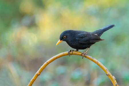 Blackbird, Turdus merula, male bird. Badajoz, Extremaduraの写真素材