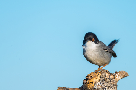 Sylvia melanocephala or Curruca cabecinegra with copy space for textの写真素材