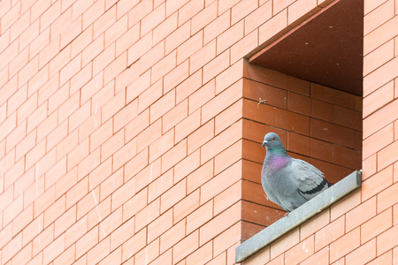gray dove looking from the windowの写真素材