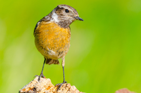 portrait of Saxicola rubicola or Tarabilla Europea with copy space for text